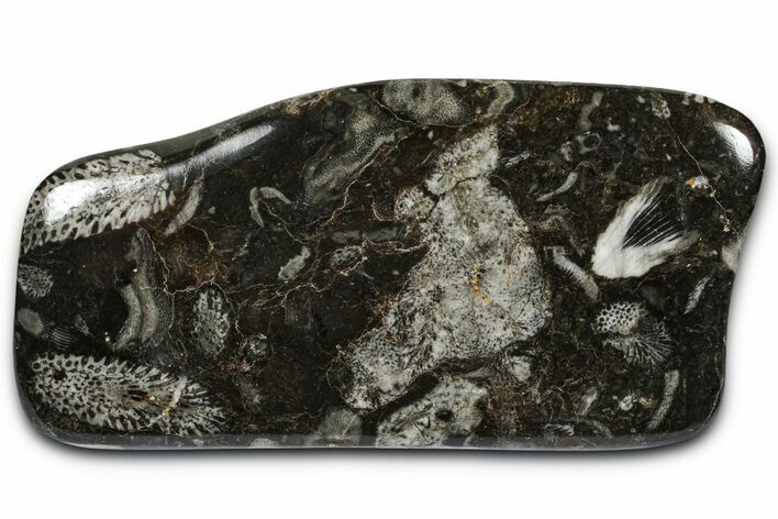 Polished Devonian Fossil Coral and Bryozoan Plate - Morocco #365113